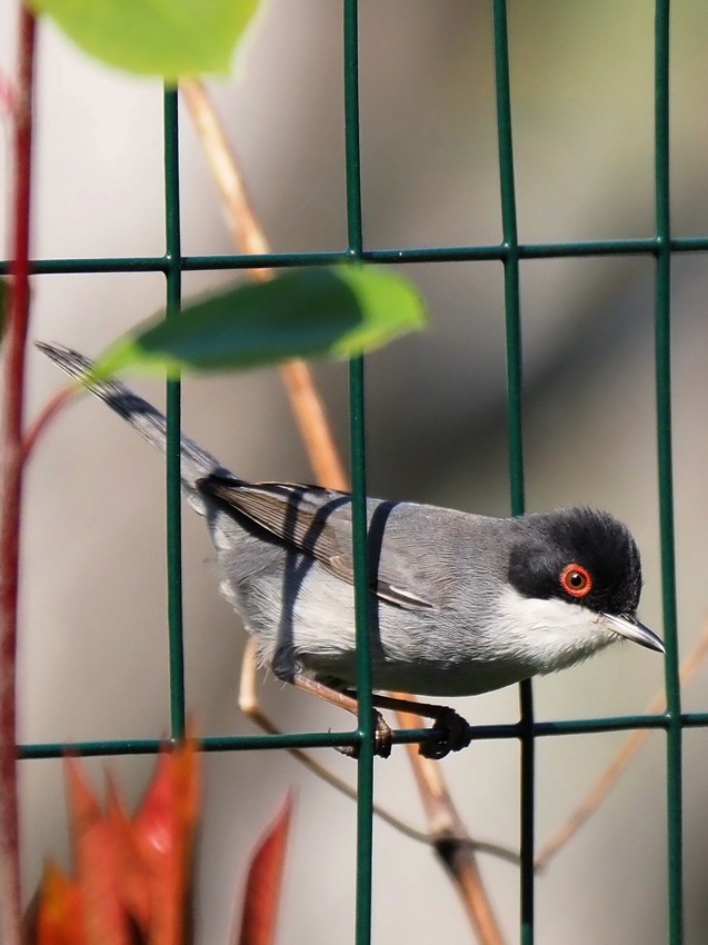 il Birdwatching al tempo del Covid 19